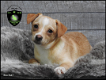 Lieve Boomer pups, Boemer - 4 - Thumbnail