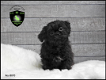 Lieve Boomer pups, Boemer - 5 - Thumbnail