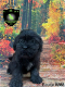 Lieve Boomer pups, Boemer - 7 - Thumbnail