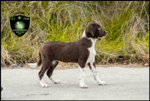 Prachtige Labrador x Border Collie pups - 0