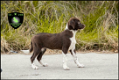 Prachtige Labrador x Border Collie pups - 0 - Thumbnail
