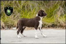 Prachtige Labrador x Border Collie pups