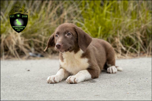 Prachtige Labrador x Border Collie pups - 1