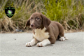 Prachtige Labrador x Border Collie pups - 1 - Thumbnail