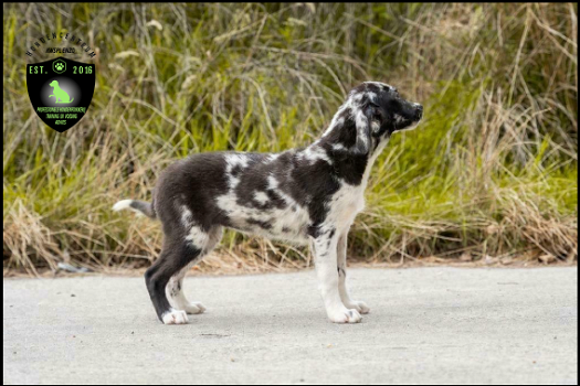 Prachtige Labrador x Border Collie pups - 2