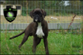 Mooie Boxer junior pups - 0 - Thumbnail