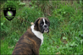 Mooie Boxer junior pups - 2 - Thumbnail