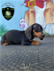 Lieve teckel pups, verschillende kleuren - 3 - Thumbnail