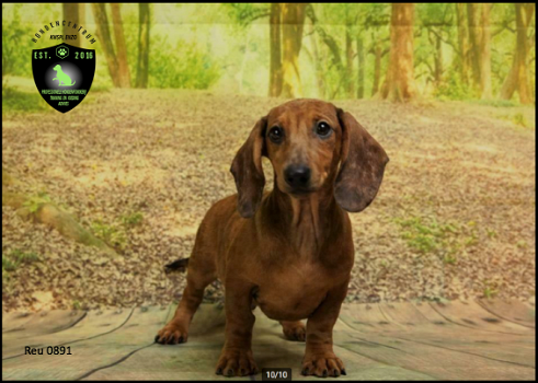 Lieve teckel pups, verschillende kleuren - 6