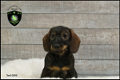 Stoere teckel pups, kortharig ruwharig - 0 - Thumbnail