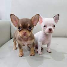 Prachtige chihuahua-puppy's beschikbaarR - 0