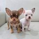 Prachtige chihuahua-puppy's beschikbaarR - 0 - Thumbnail