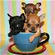 Prachtige chihuahua-puppy's beschikbaarR - 1 - Thumbnail