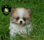 Prachtige dwergkees, pomeriaan, pomeranian pups - 0 - Thumbnail