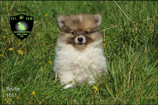 Prachtige dwergkees, pomeriaan, pomeranian pups - 1