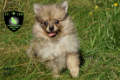 Prachtige dwergkees, pomeriaan, pomeranian pups - 2 - Thumbnail