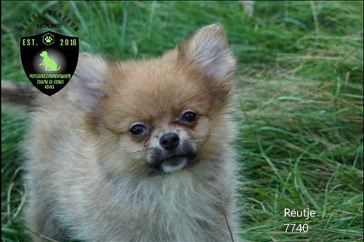 Prachtige dwergkees, pomeriaan, pomeranian pups - 3