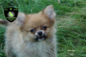 Prachtige dwergkees, pomeriaan, pomeranian pups - 3 - Thumbnail