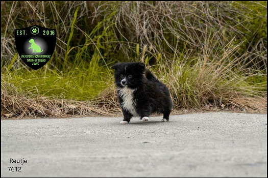 Prachtige dwergkees, pomeriaan, pomeranian pups - 4