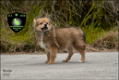 Prachtige dwergkees, pomeriaan, pomeranian pups - 5 - Thumbnail