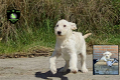 Prachtige Labradoodle x Border Collie pups - 0 - Thumbnail