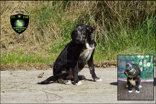 Prachtige Labradoodle x Border Collie pups - 1