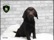 Mooie stoere Labrador Retriever pups - 0 - Thumbnail