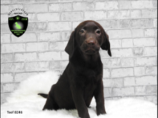 Mooie stoere Labrador Retriever pups