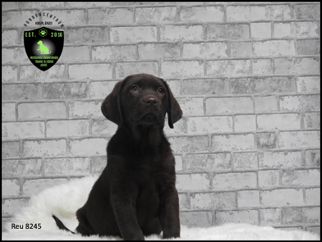 Mooie stoere Labrador Retriever pups - 1