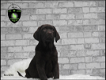 Mooie stoere Labrador Retriever pups - 1 - Thumbnail