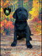 Mooie stoere Labrador Retriever pups - 2 - Thumbnail