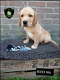 Mooie stoere Labrador Retriever pups - 3 - Thumbnail