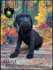 Mooie stoere Labrador Retriever pups - 4 - Thumbnail