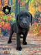 Mooie stoere Labrador Retriever pups - 5 - Thumbnail