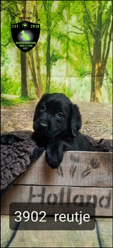 Mooie stoere Labrador Retriever pups - 7