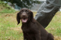 Mooie labrador x springer spaniel pups - 0 - Thumbnail