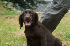 Mooie labrador x springer spaniel pups