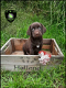 Mooie labrador x springer spaniel pups - 1 - Thumbnail