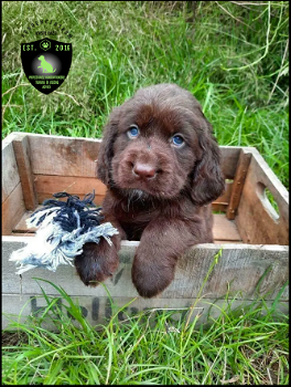 Mooie labrador x springer spaniel pups - 2