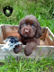 Mooie labrador x springer spaniel pups - 2 - Thumbnail