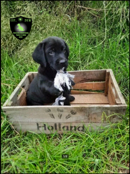 Mooie labrador x springer spaniel pups - 3