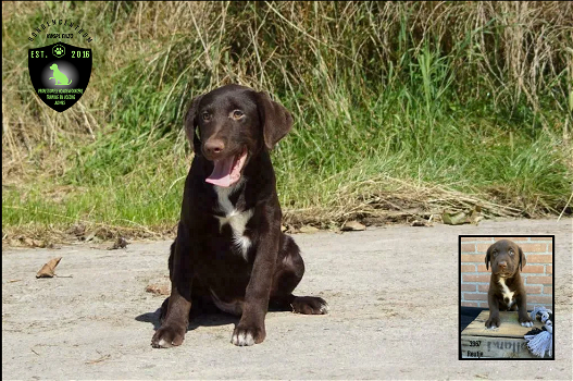 Stoere Labrador x Australian Shepherd pup, laatste uit het nest! - 0