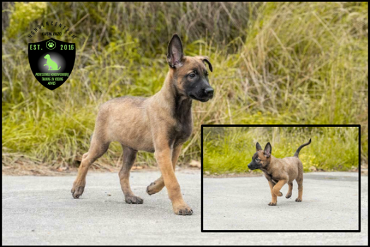 Mechelse herder pups, mallinois - 0