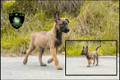 Mechelse herder pups, mallinois - 0 - Thumbnail