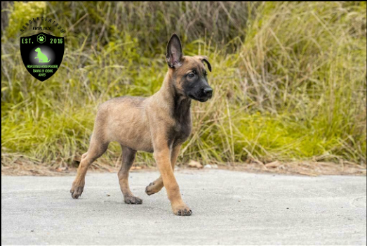 Mechelse herder pups, mallinois - 1