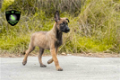 Mechelse herder pups, mallinois - 1 - Thumbnail