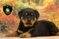 Rottweiler pups - 0 - Thumbnail