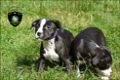 Stoere Stafford pups - 1 - Thumbnail