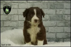 Prachtige Border Collie pups