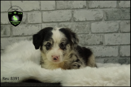 Prachtige Border Collie pups - 1